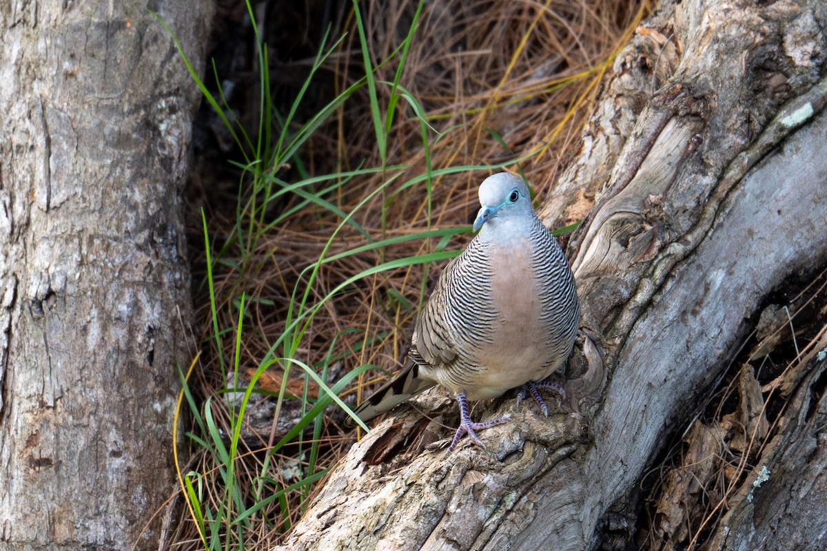 Zebra Dove - ML659201329