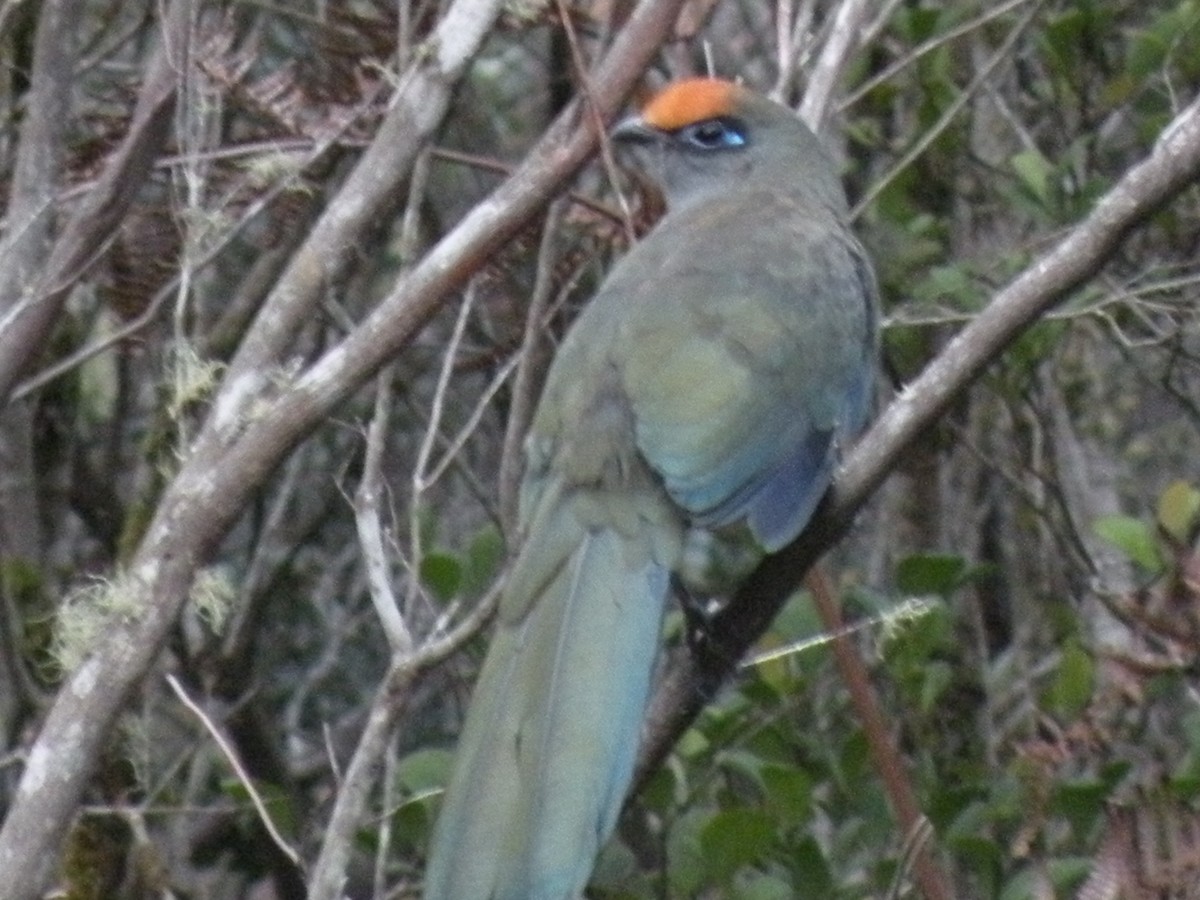 Red-fronted Coua - ML659201336