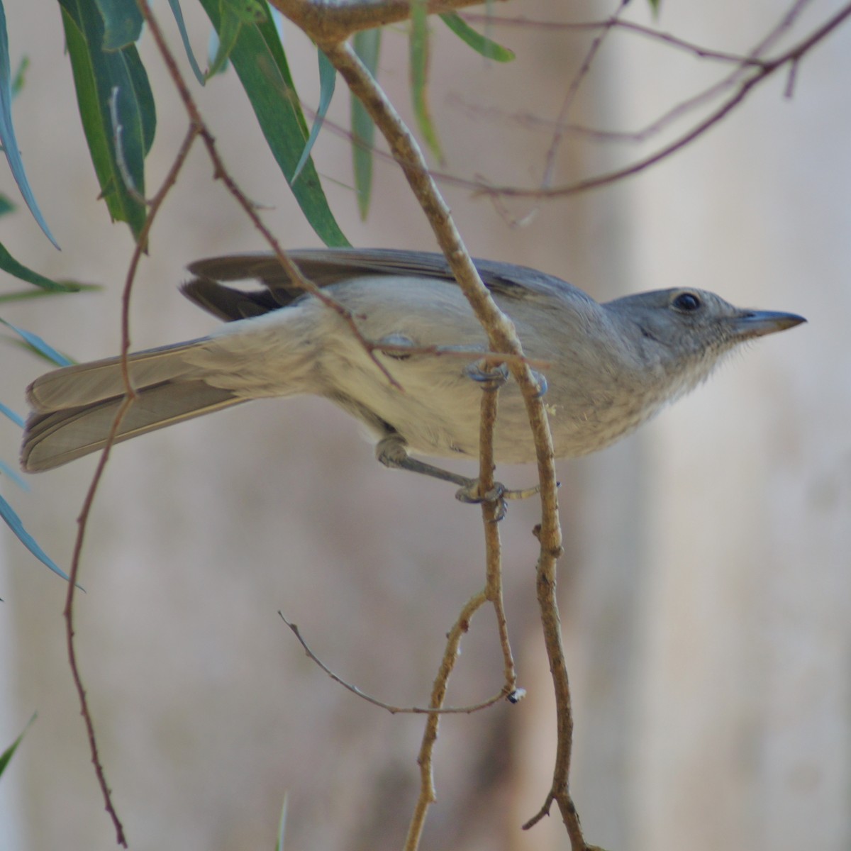 Gray Shrikethrush - ML65920151