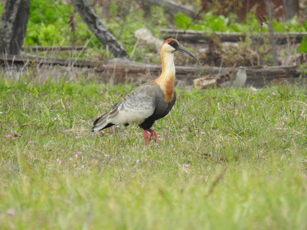 Buff-necked Ibis - ML659201889