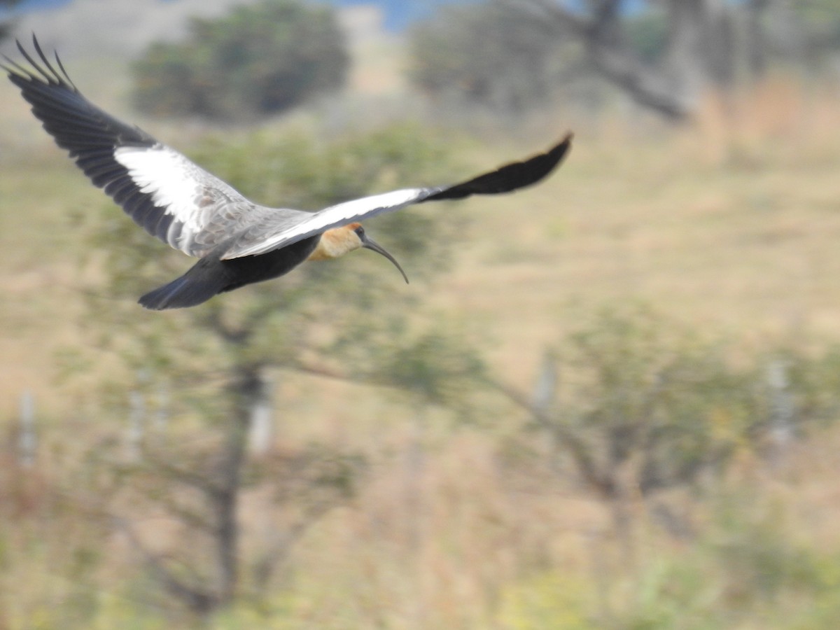 Buff-necked Ibis - ML659201915