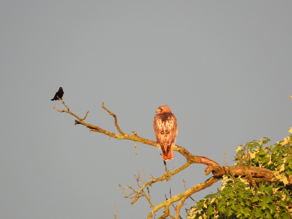 Red-tailed Hawk - ML659201926