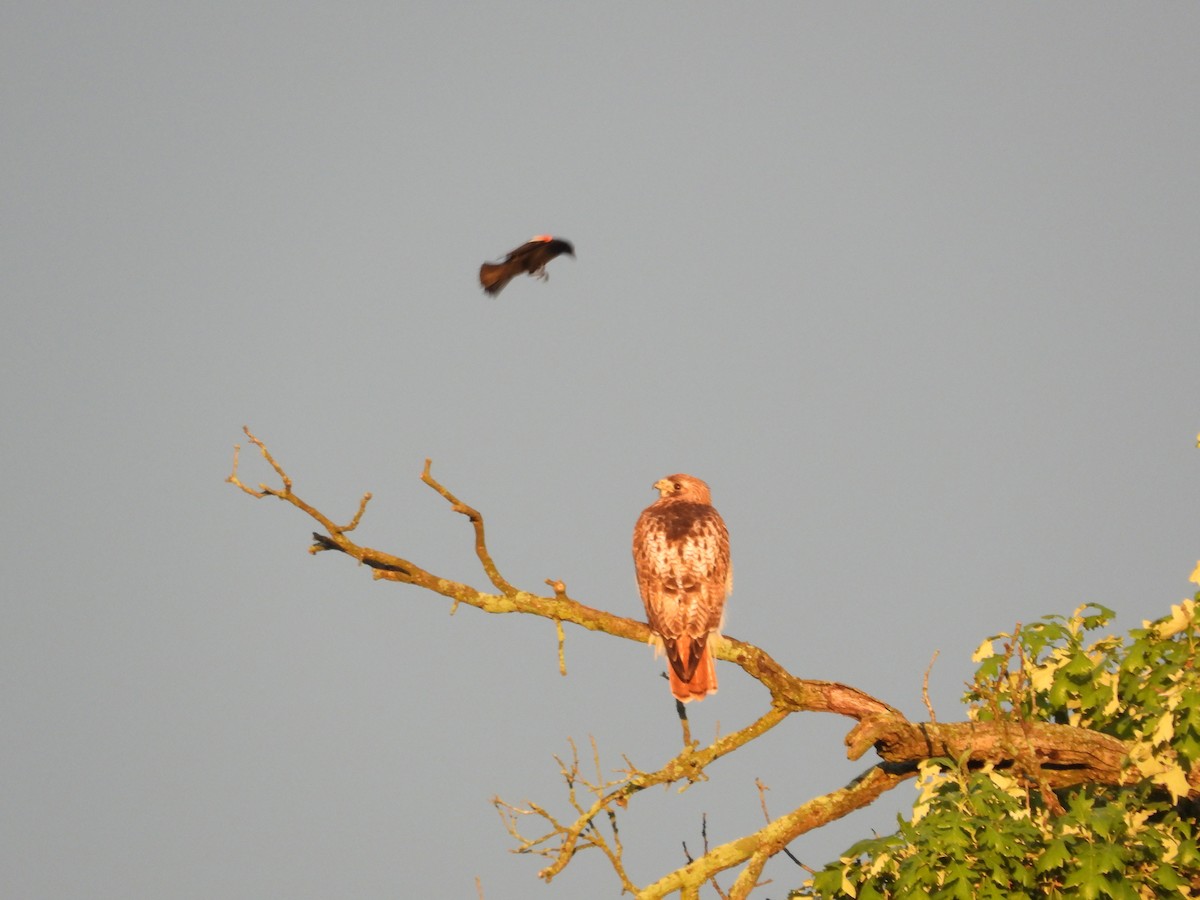 Red-tailed Hawk - ML659201934