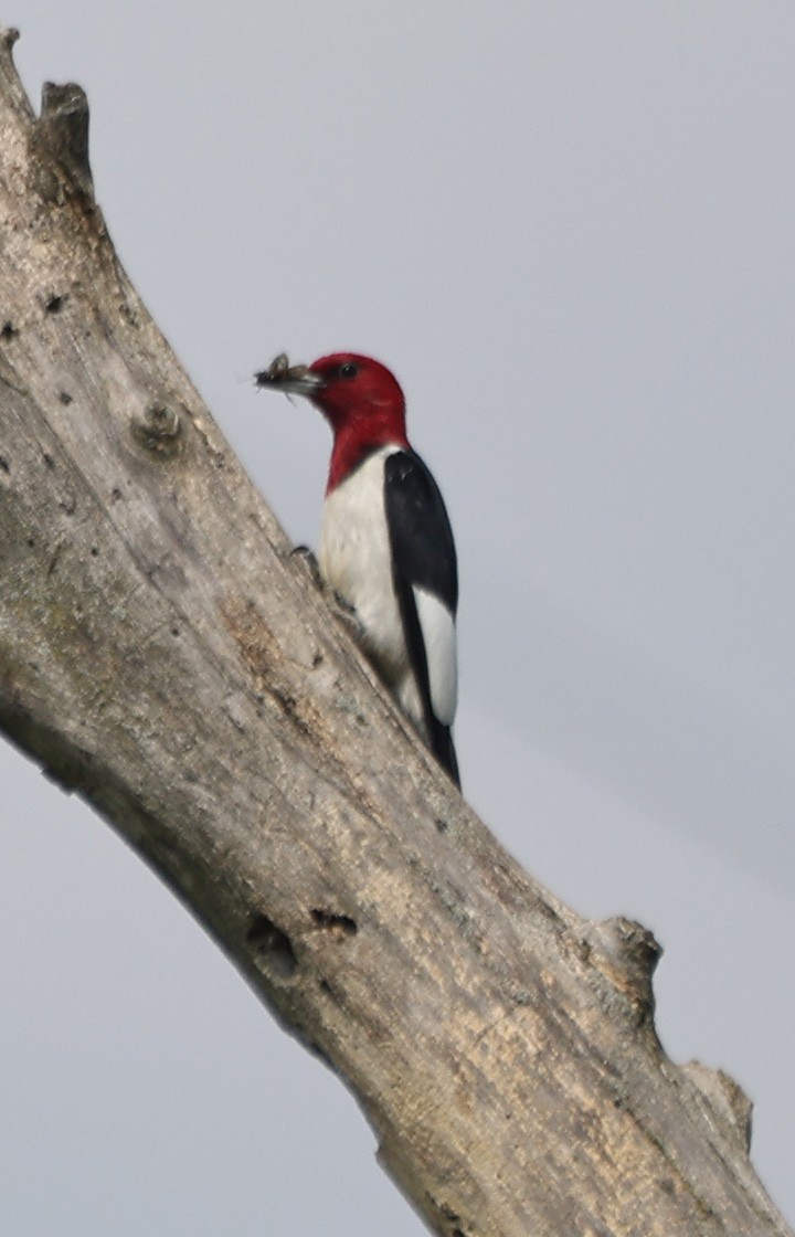 Carpintero Cabecirrojo - ML659201947