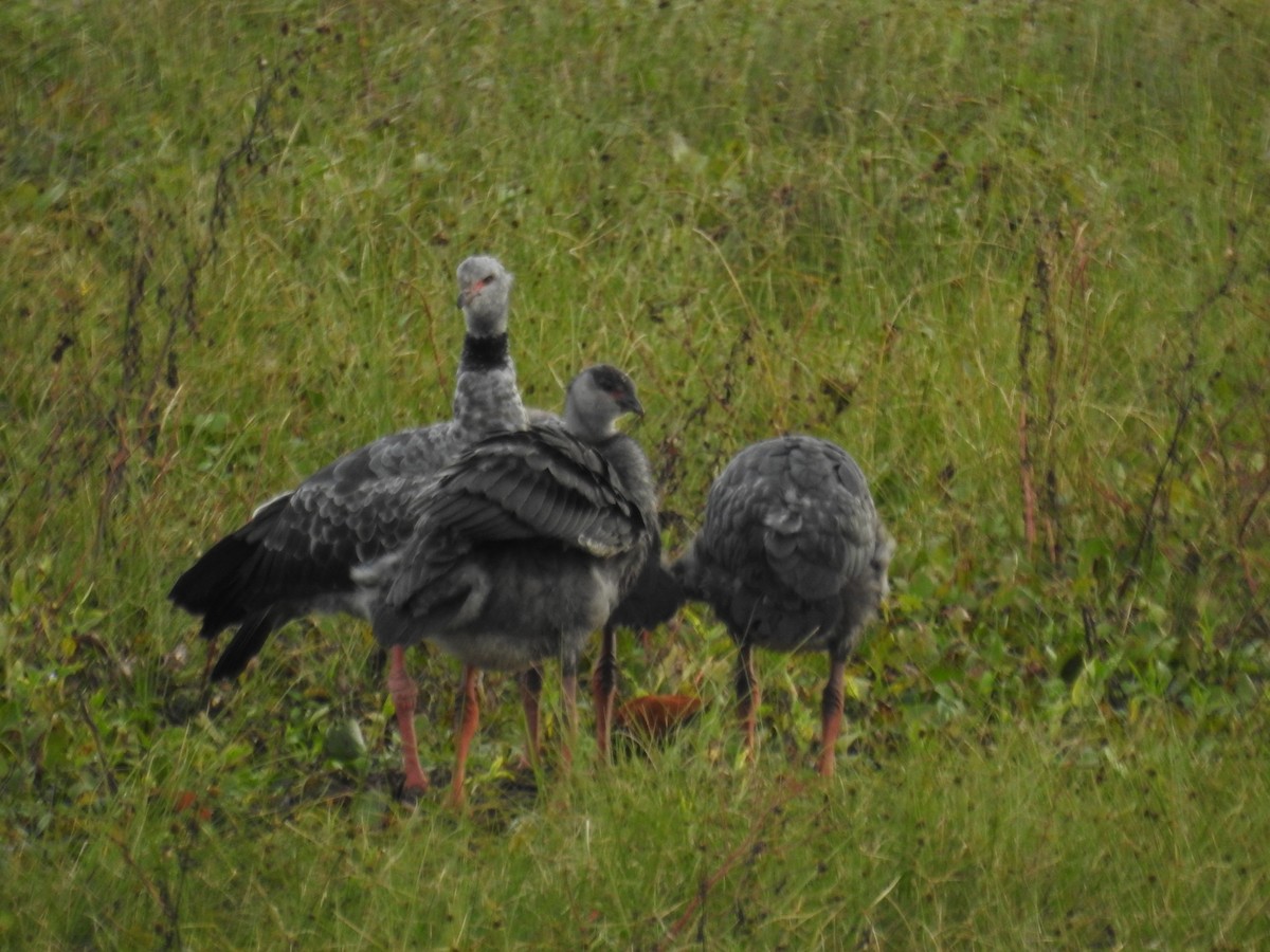 Southern Screamer - ML659202084