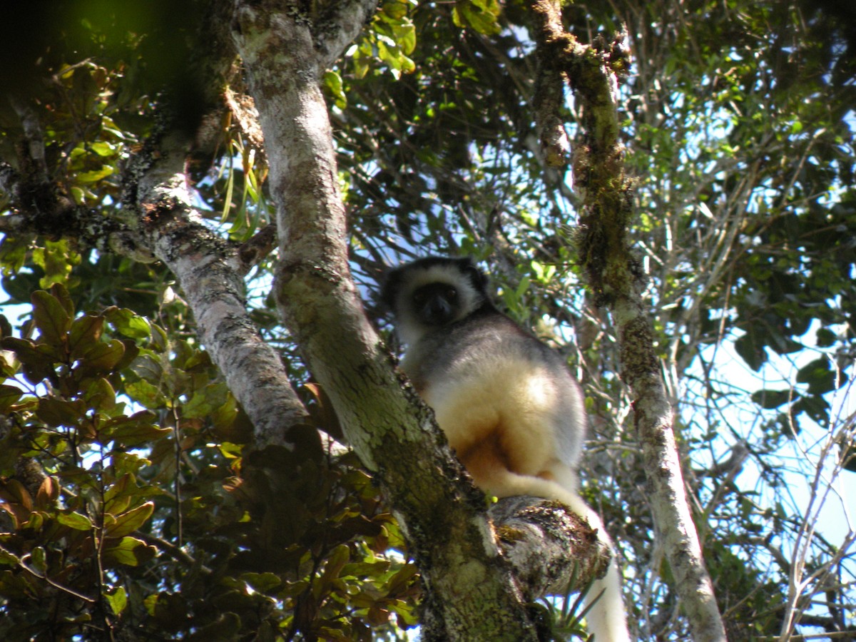 Diademed Sifaka - ML659202116