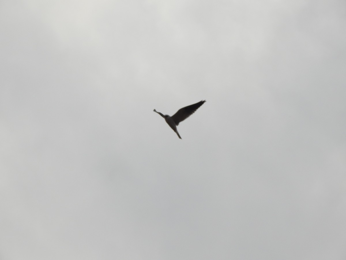 White-tailed Kite - ML659203100