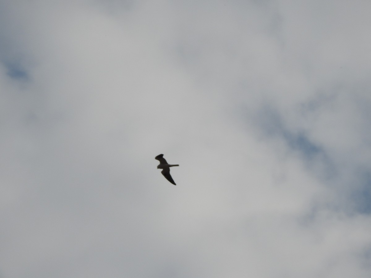 White-tailed Kite - ML659203101