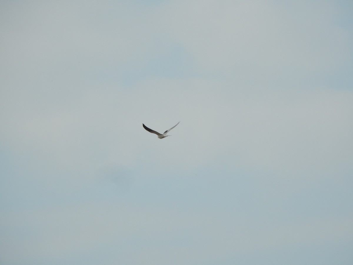 White-tailed Kite - ML659203102