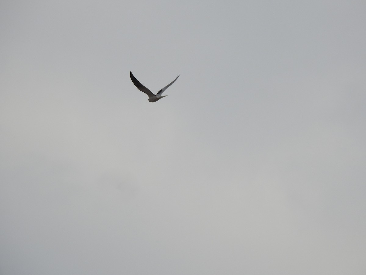 White-tailed Kite - ML659203103