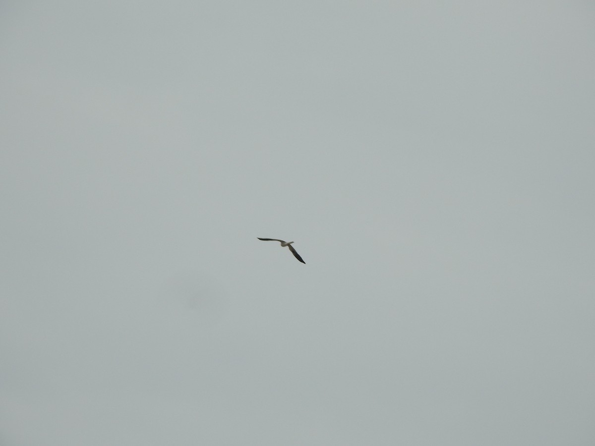 White-tailed Kite - ML659203104