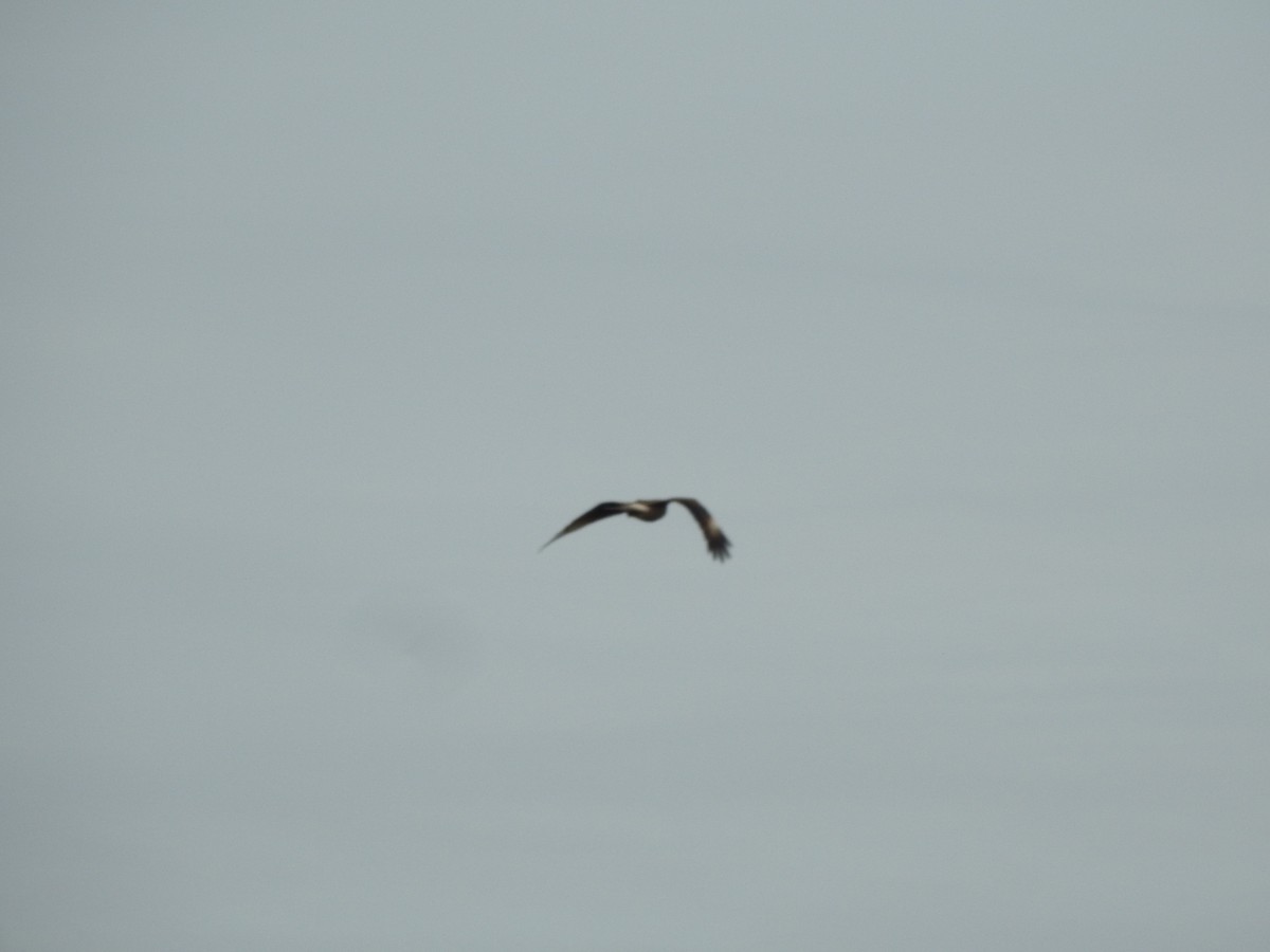 Chimango Caracara - ML659203140