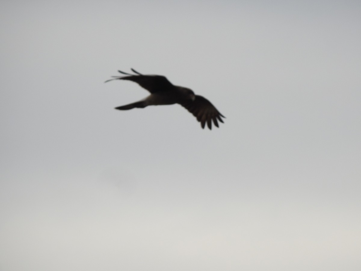 Chimango Caracara - ML659203141