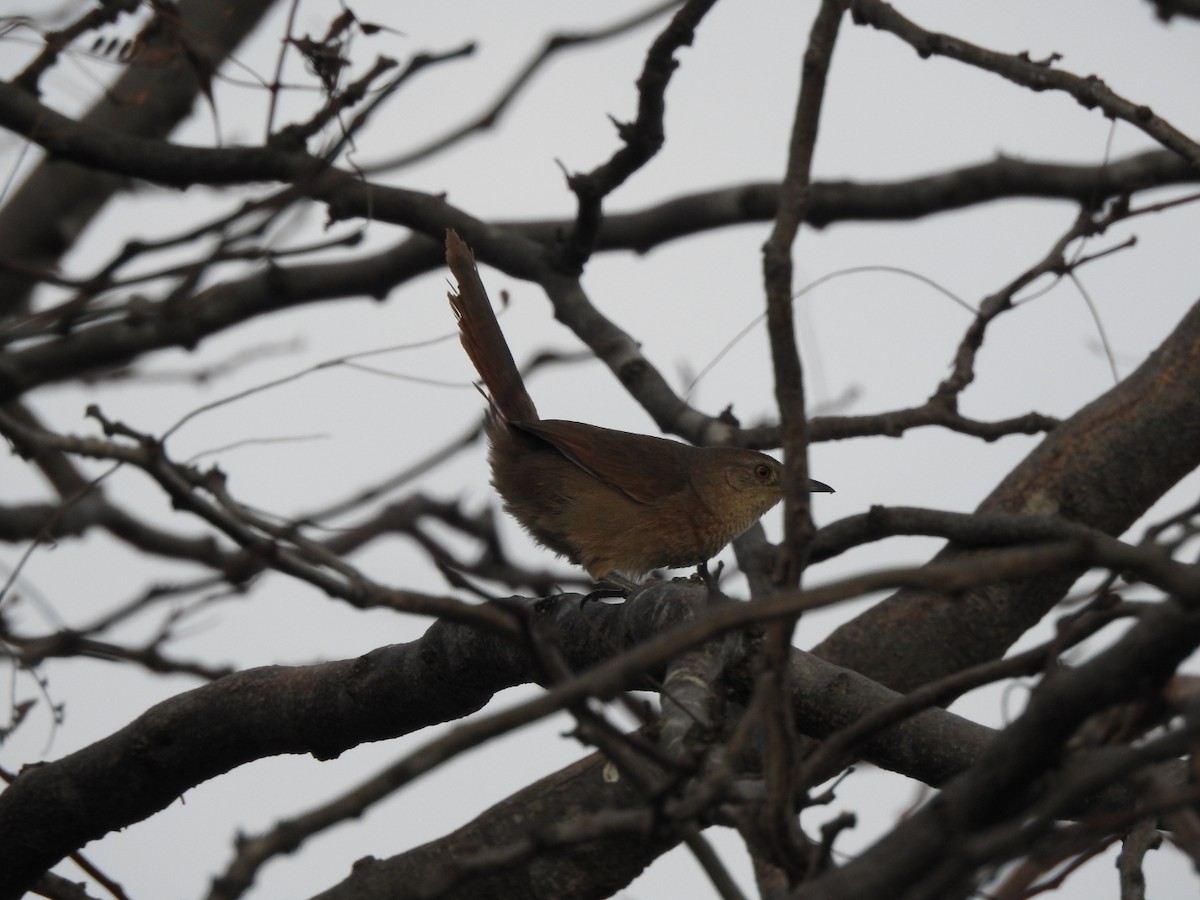 Freckle-breasted Thornbird - ML659203171