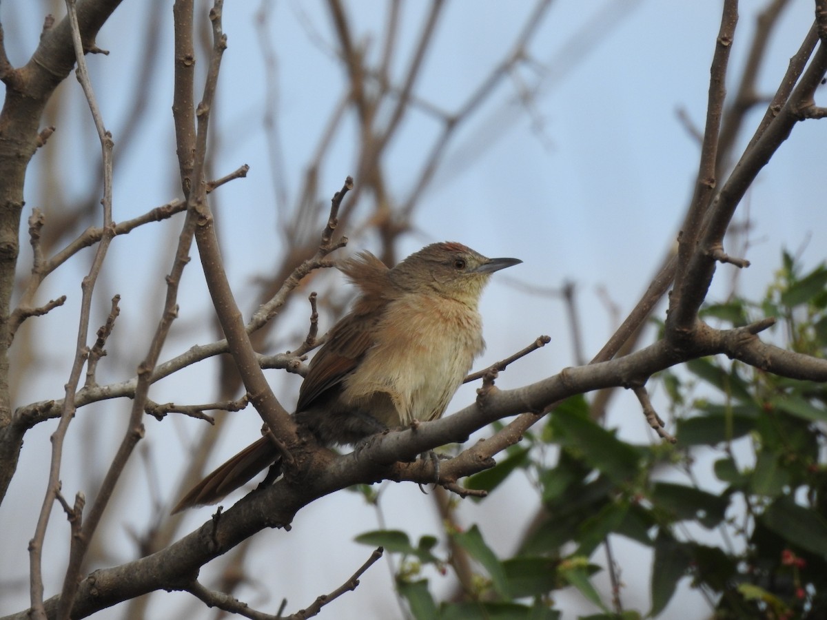 Freckle-breasted Thornbird - ML659203172