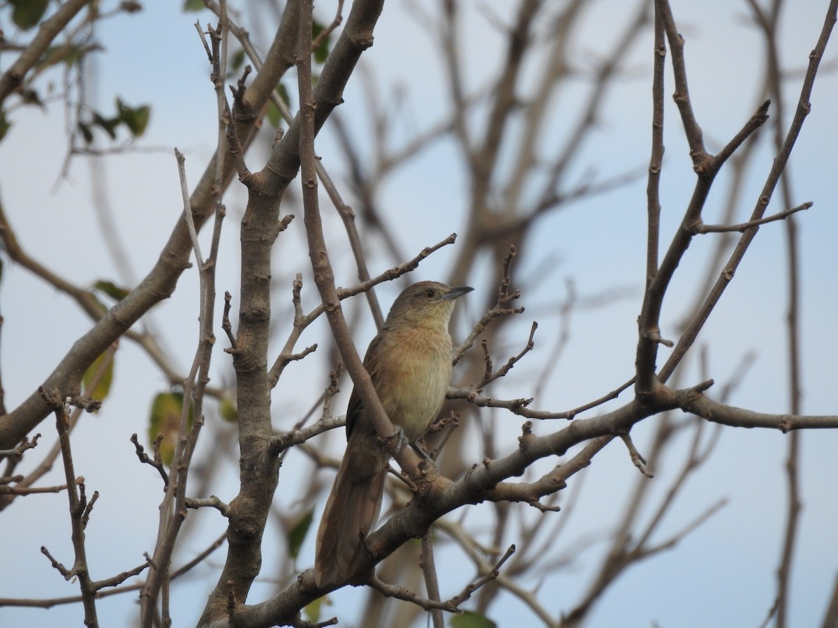 Freckle-breasted Thornbird - ML659203173