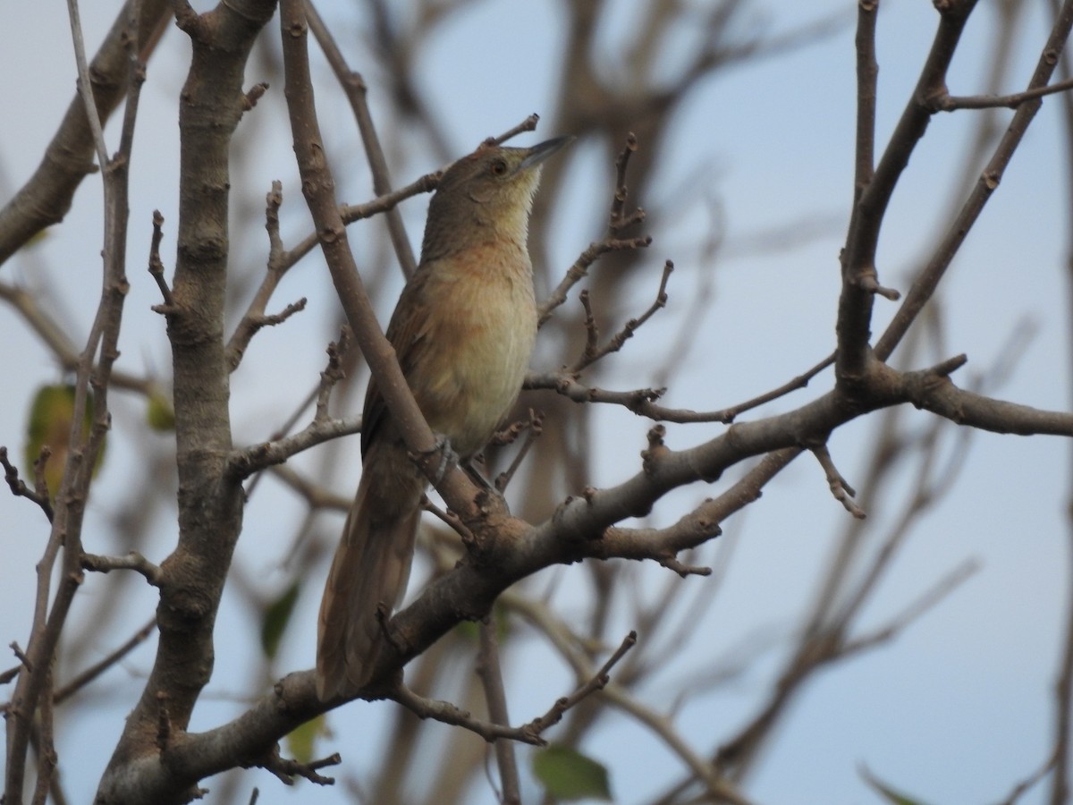 Freckle-breasted Thornbird - ML659203174