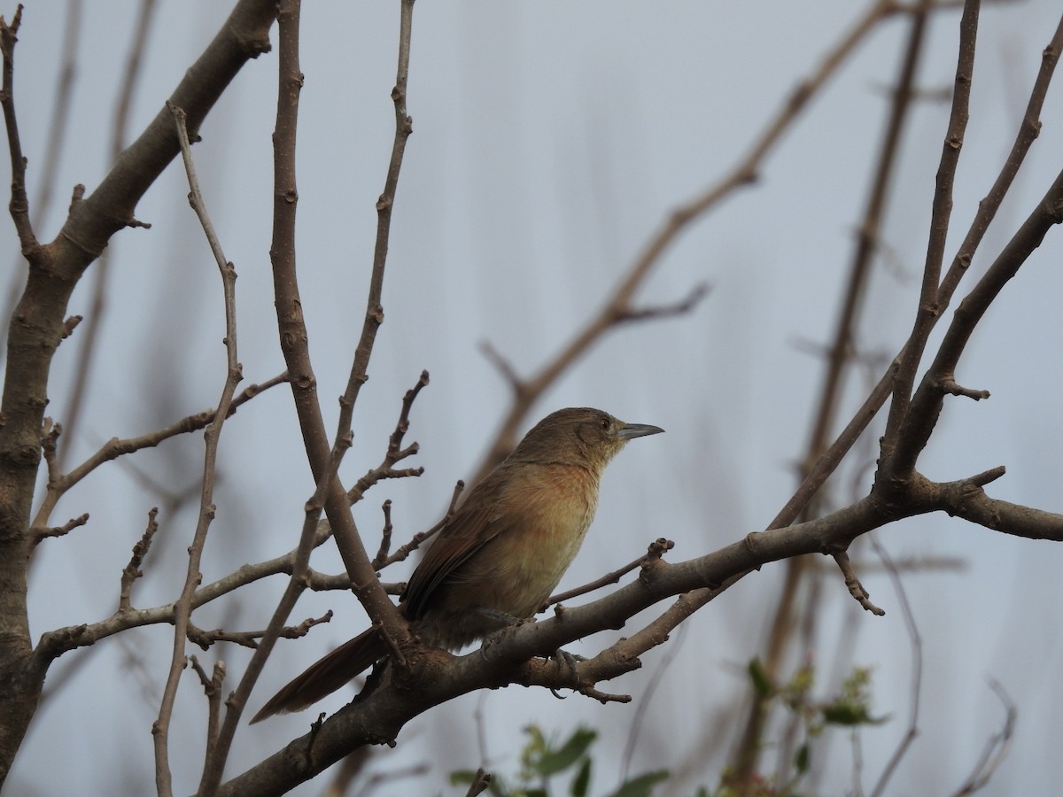Freckle-breasted Thornbird - ML659203175
