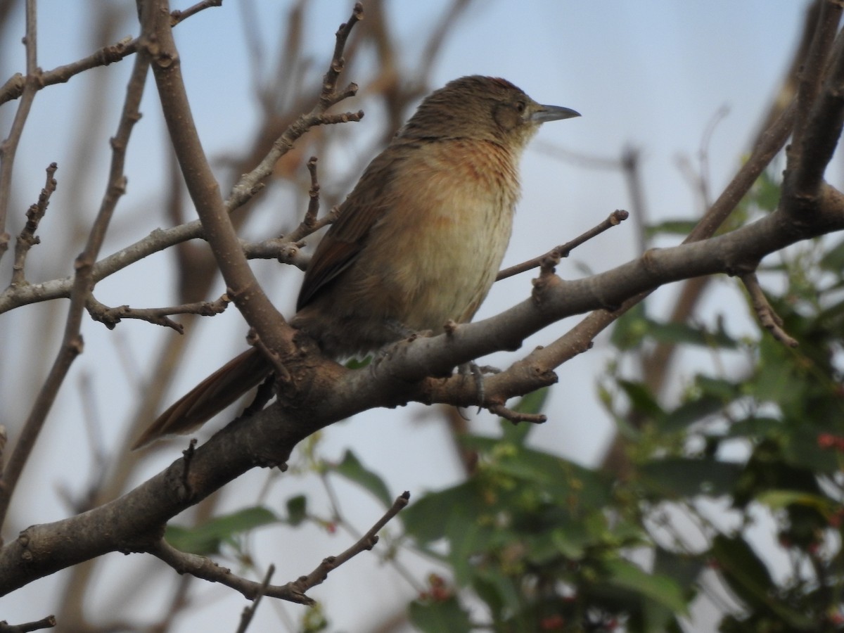 Freckle-breasted Thornbird - ML659203176