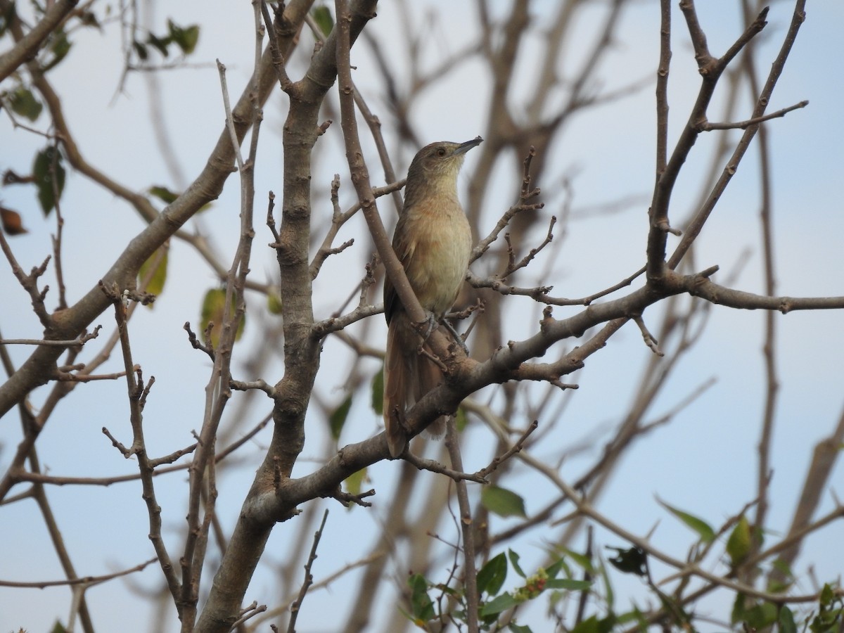 Freckle-breasted Thornbird - ML659203177