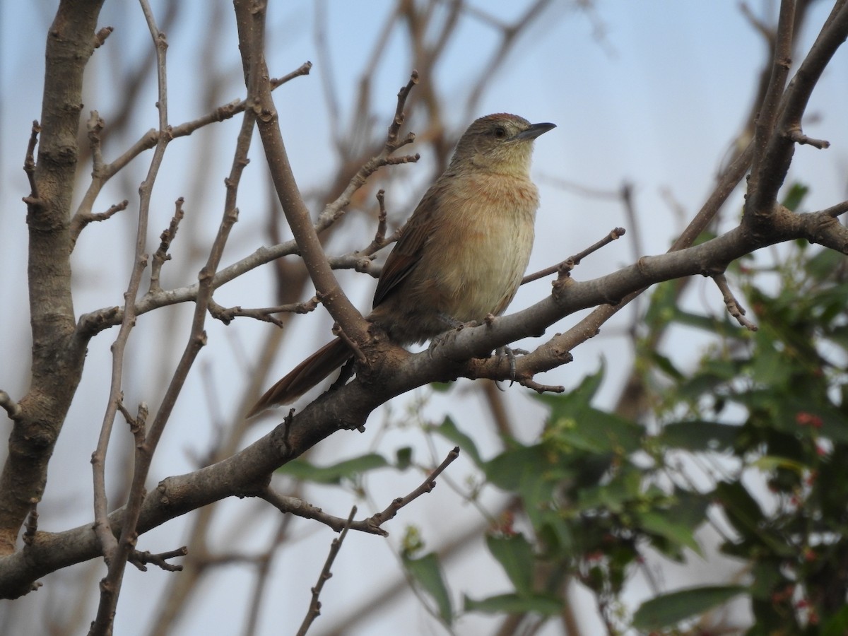 Freckle-breasted Thornbird - ML659203179