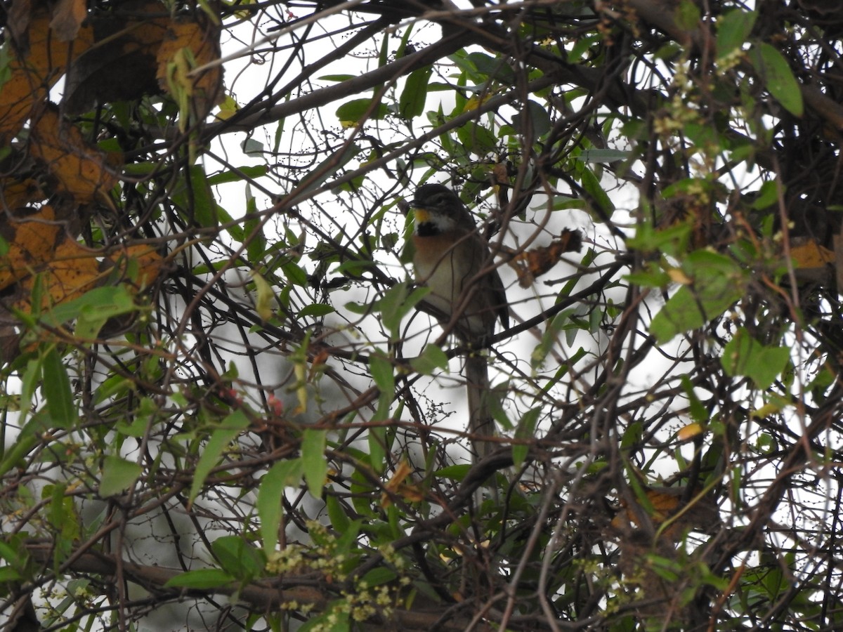 Chotoy Spinetail - ML659203211