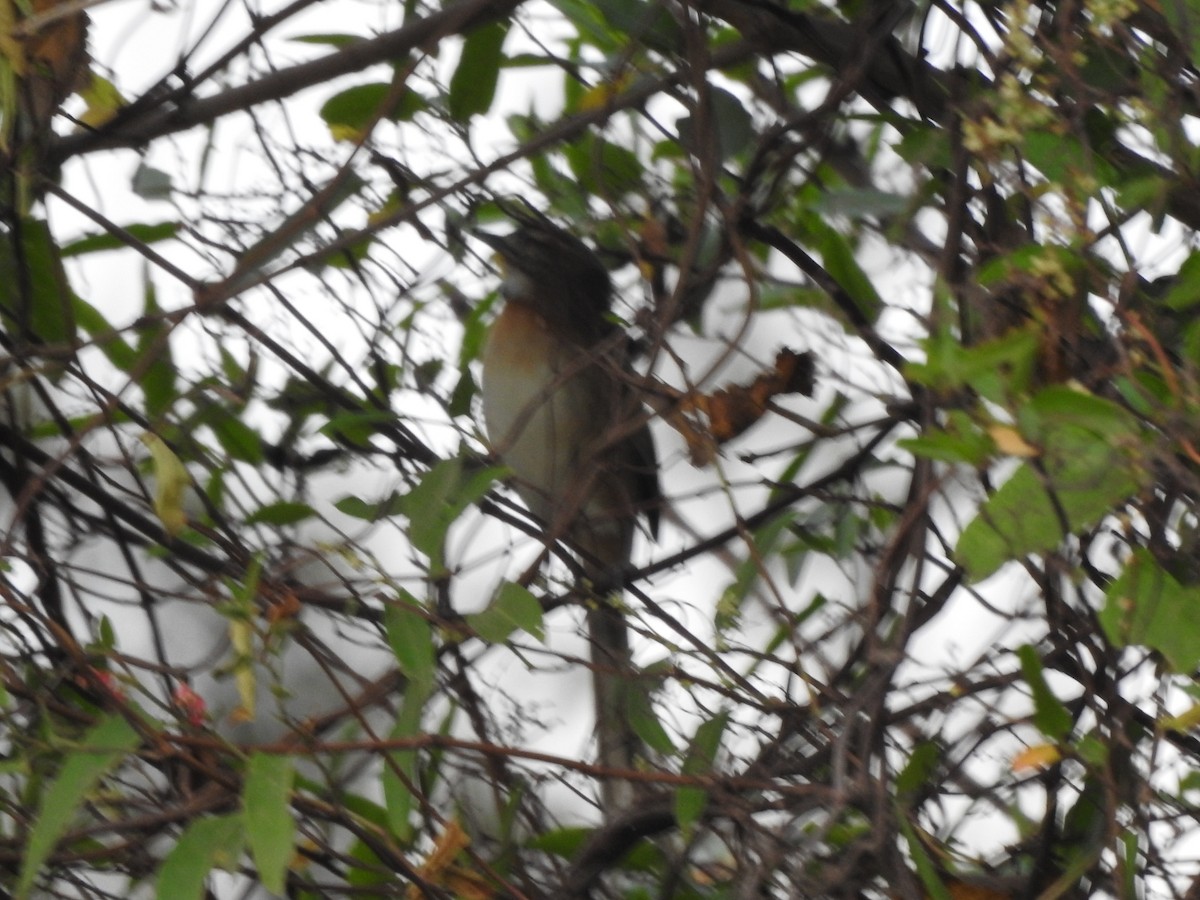 Chotoy Spinetail - ML659203212