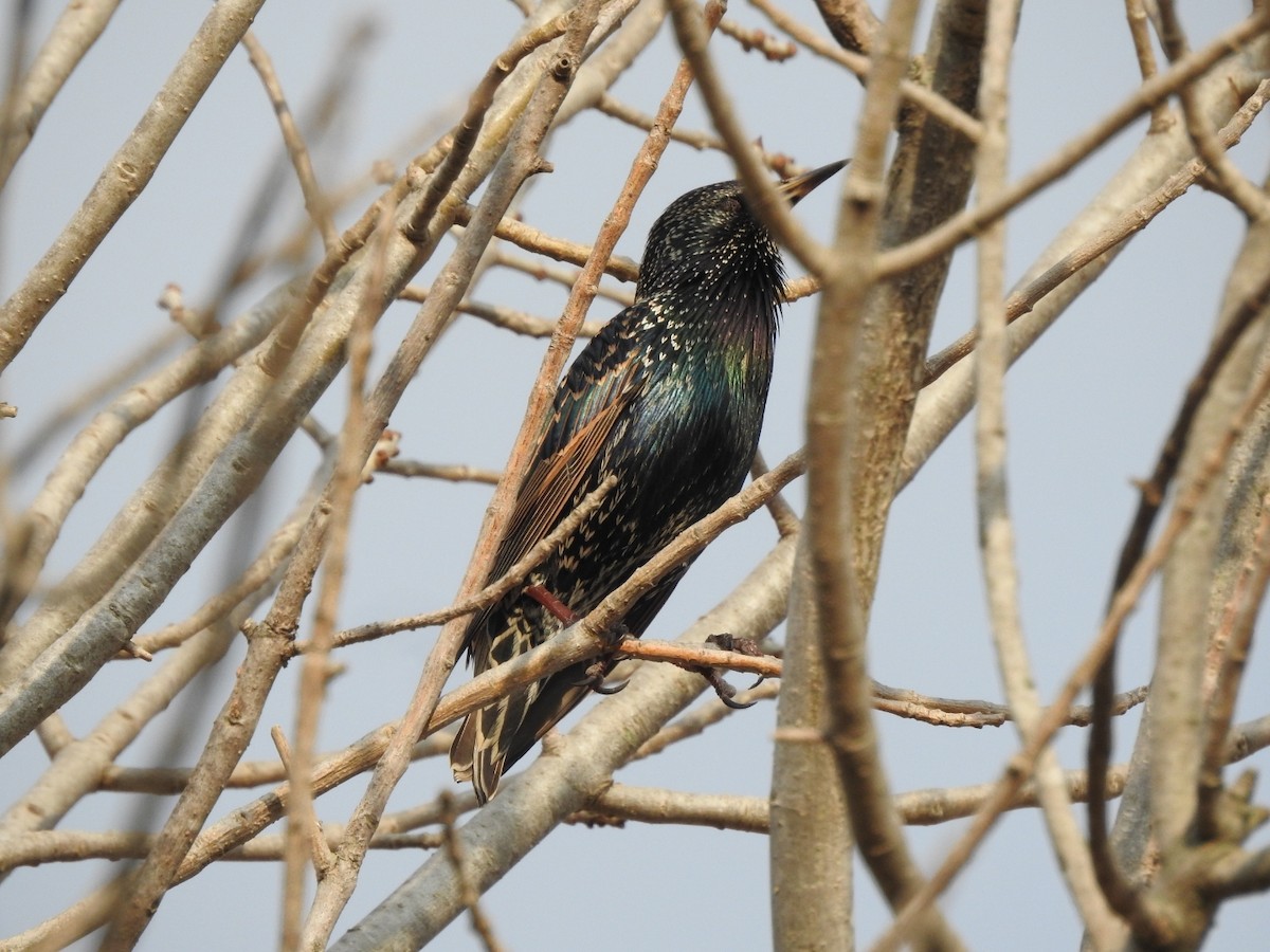 European Starling - ML659203274