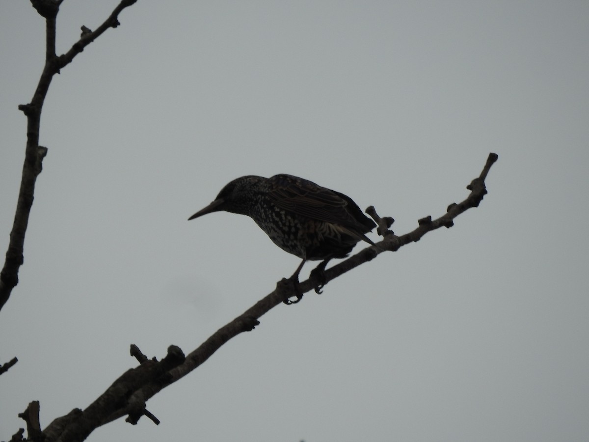 European Starling - ML659203275