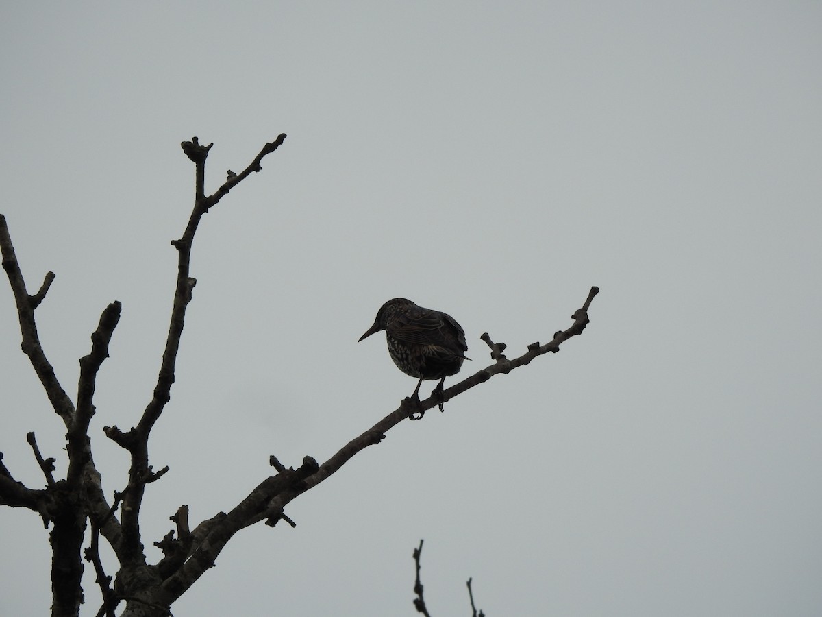 European Starling - ML659203276