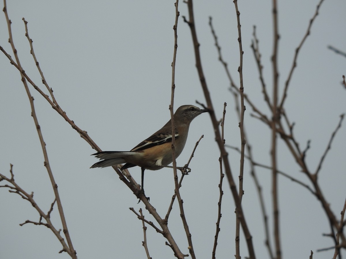 White-banded Mockingbird - ML659203287