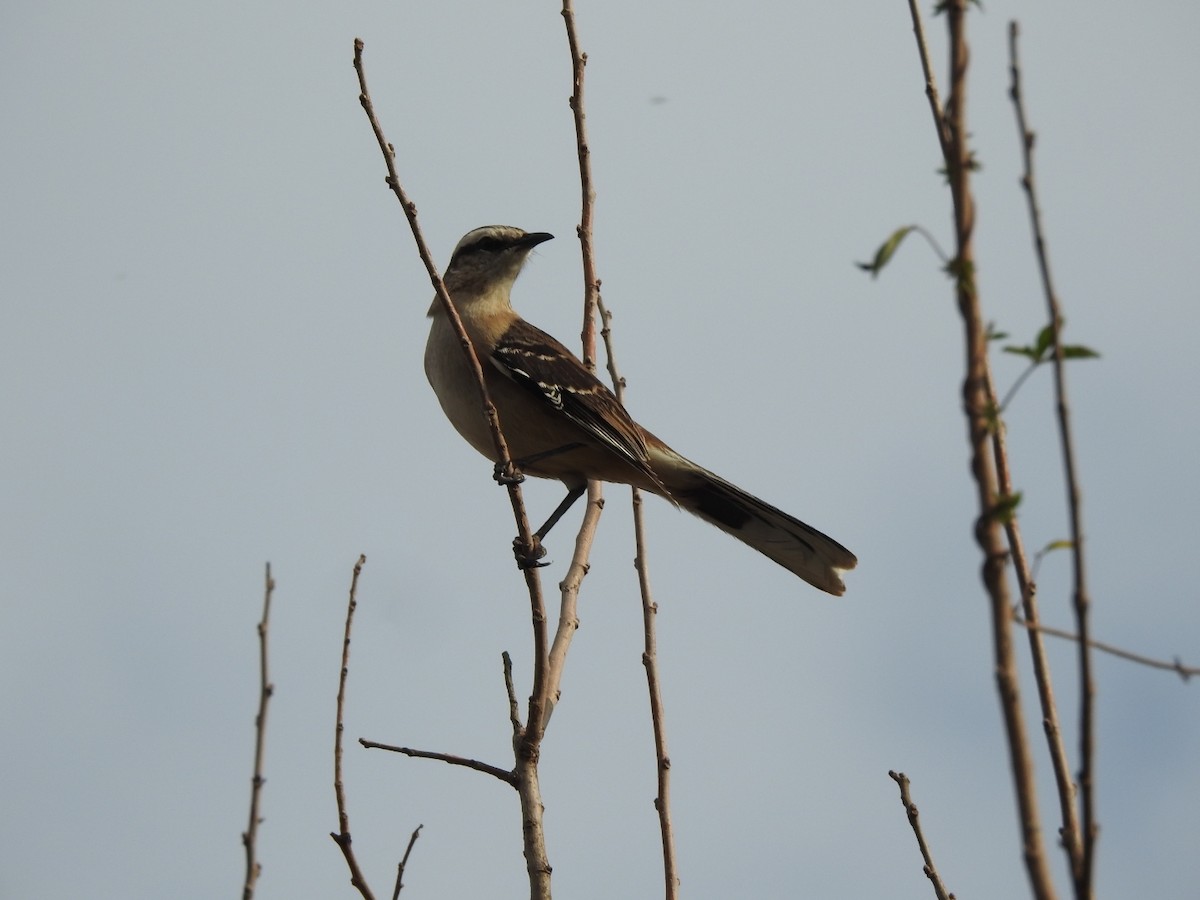 White-banded Mockingbird - ML659203296