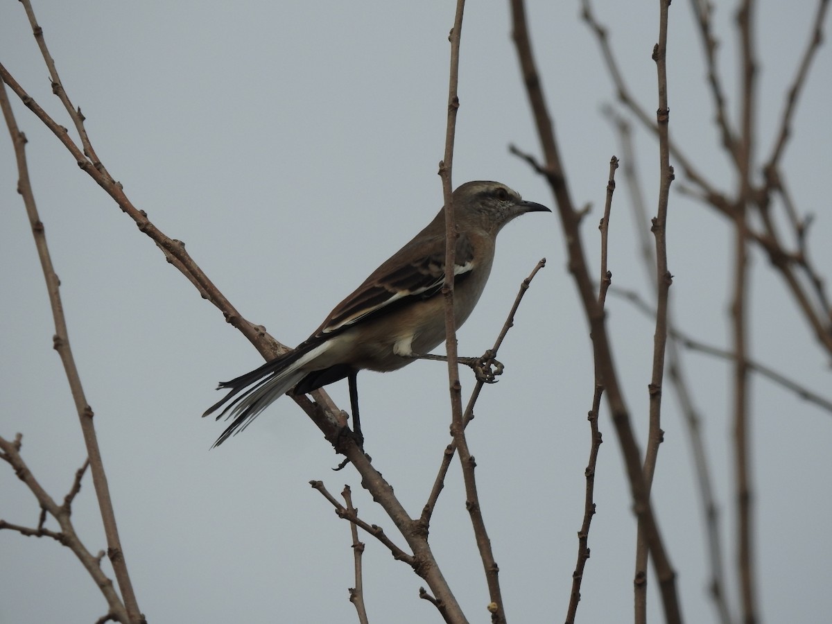 White-banded Mockingbird - ML659203297
