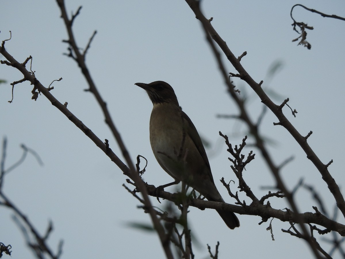 Creamy-bellied Thrush - ML659203326