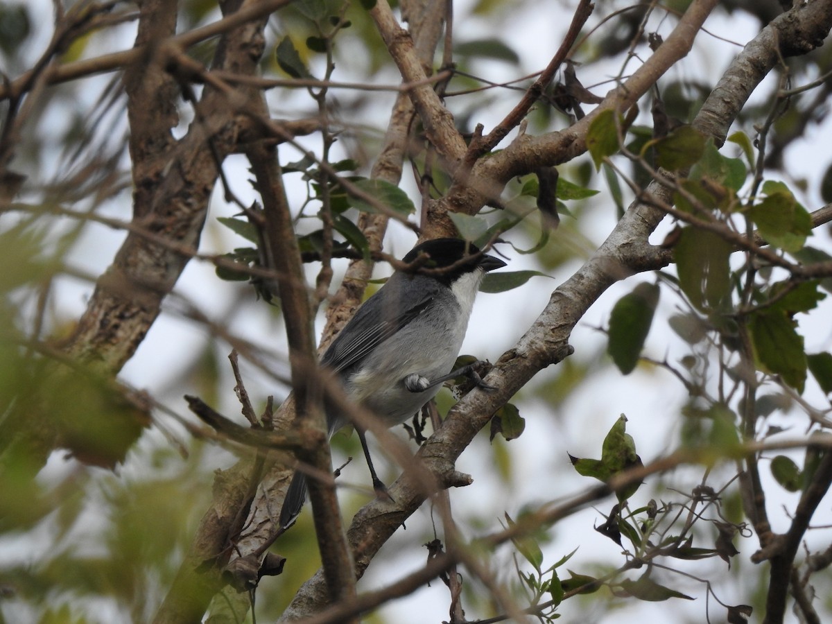 Black-capped Warbling Finch - ML659203358