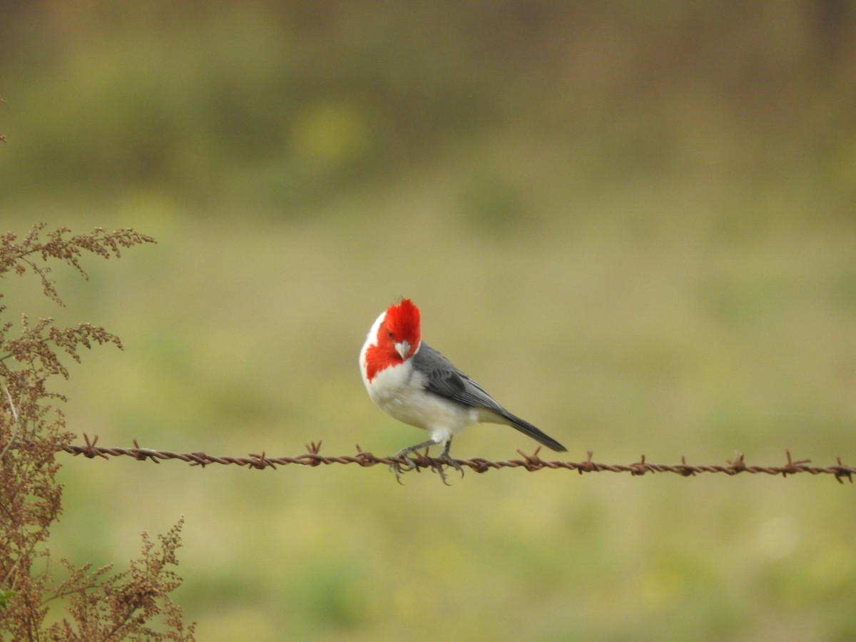 Red-crested Cardinal - ML659203373