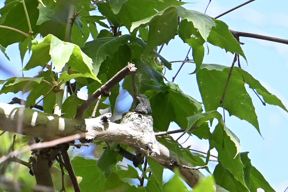 Berylline Hummingbird - ML659203382