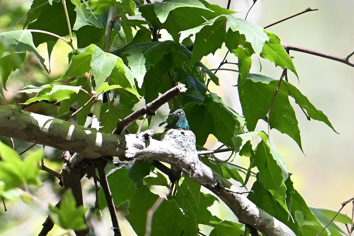 Berylline Hummingbird - ML659203386