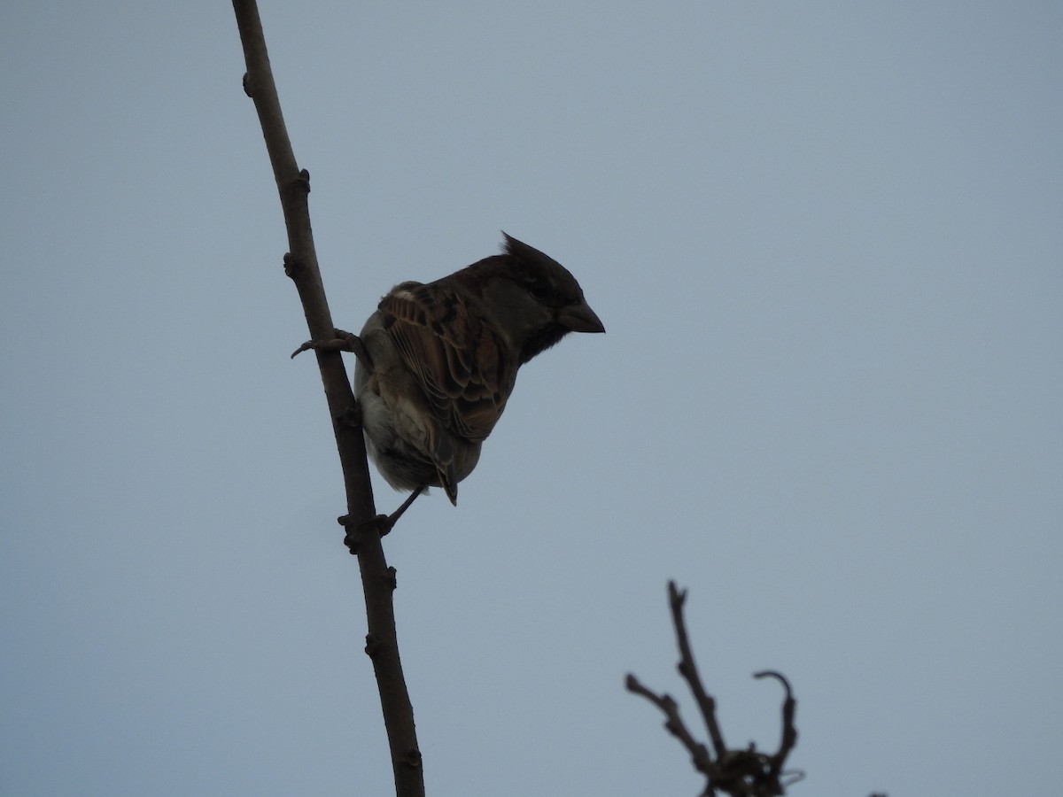 House Sparrow - ML659203399