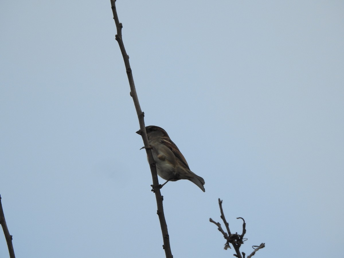 House Sparrow - ML659203400