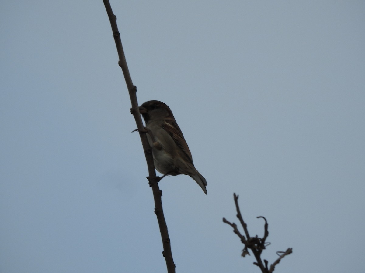 House Sparrow - ML659203401