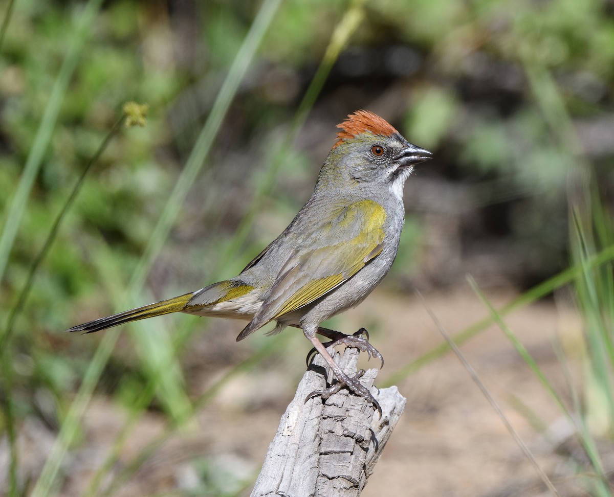 Green-tailed Towhee - ML659204239