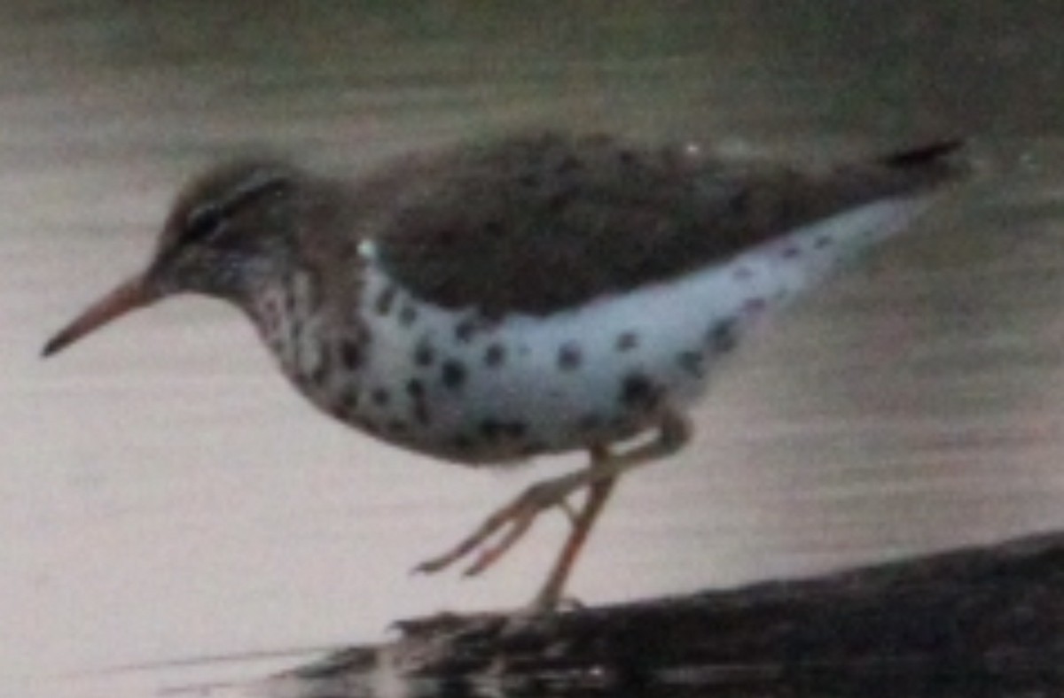 Spotted Sandpiper - ML659204317