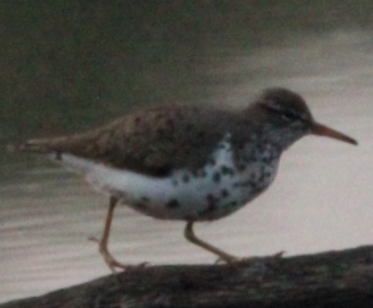Spotted Sandpiper - ML659204318