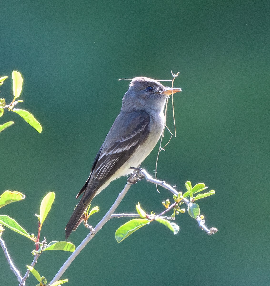 Western Wood-Pewee - ML659204424