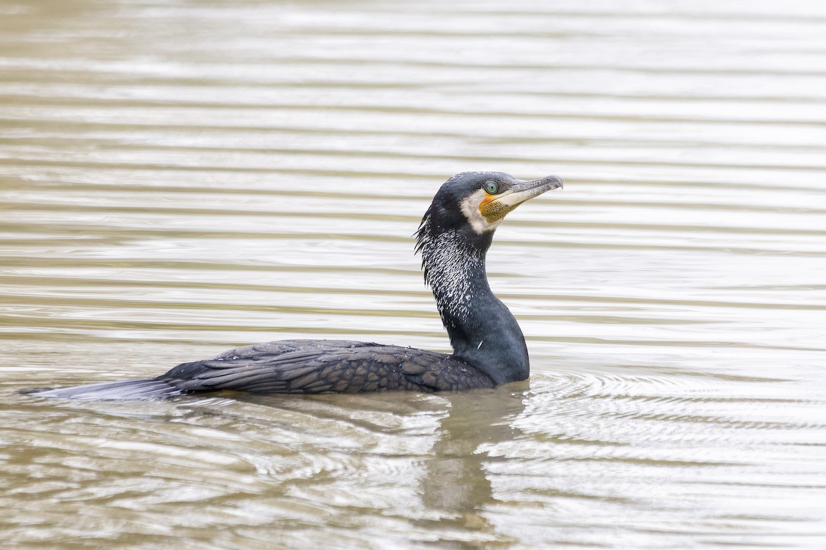 Great Cormorant - ML659204459