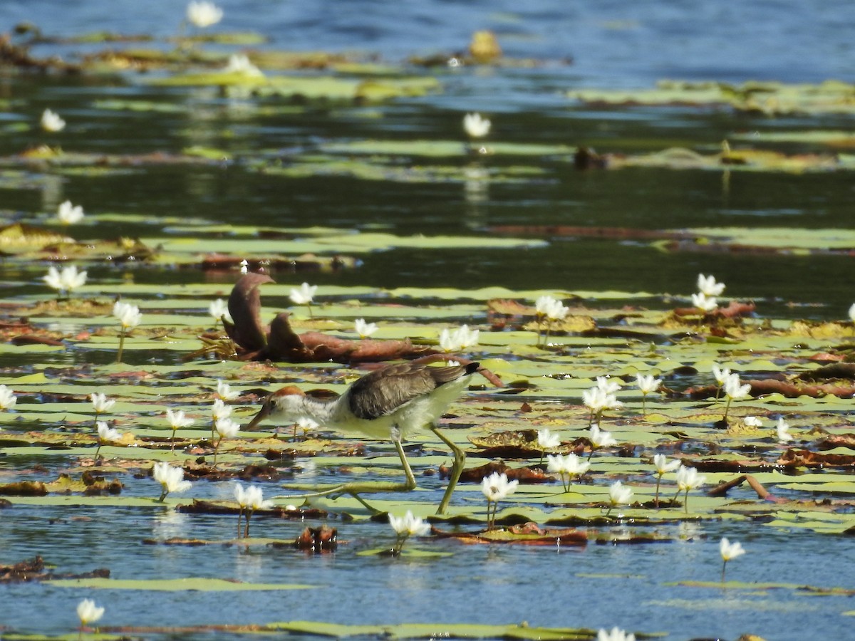 Comb-crested Jacana - ML659204560