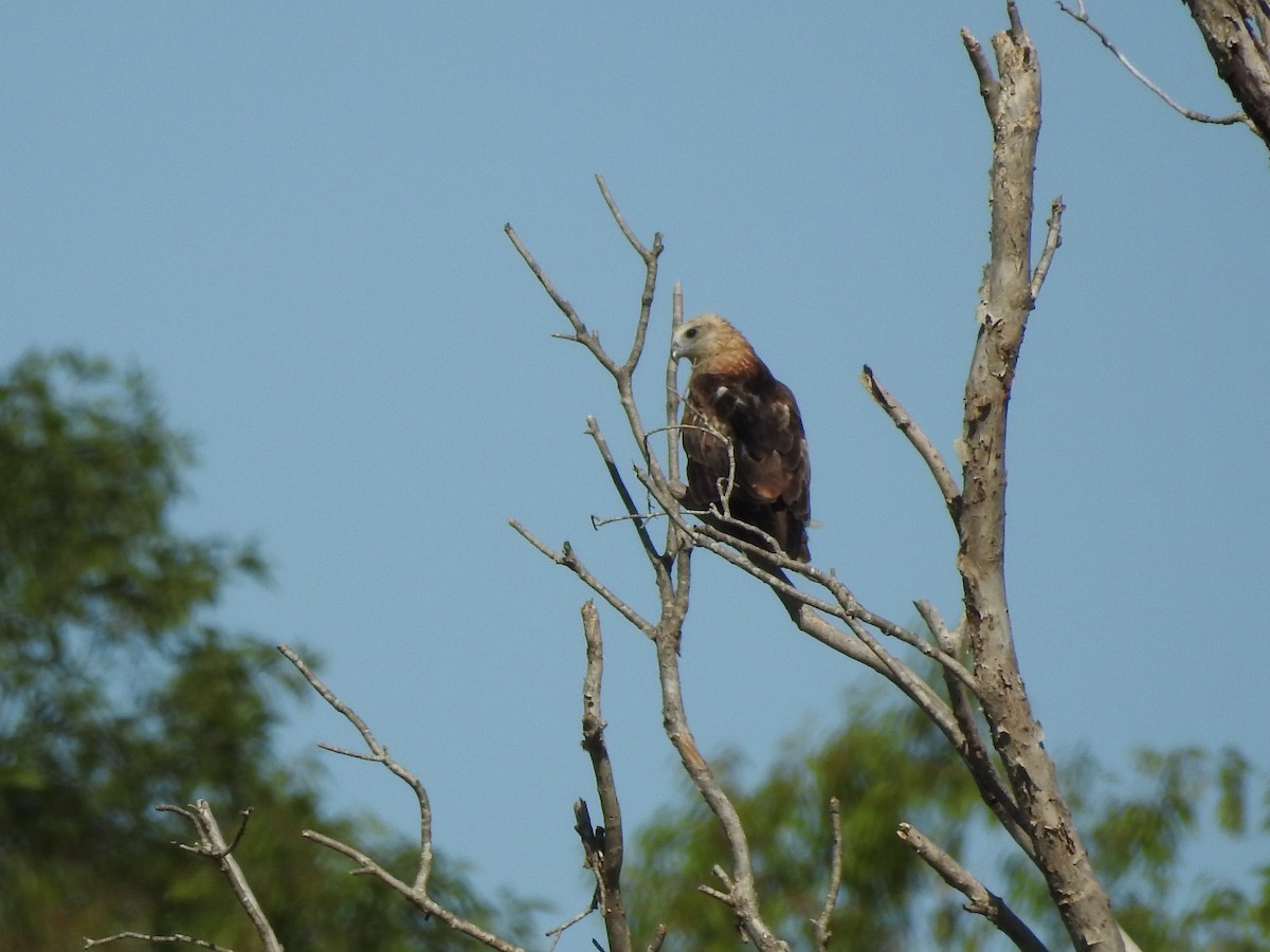 Black Kite - ML659204660
