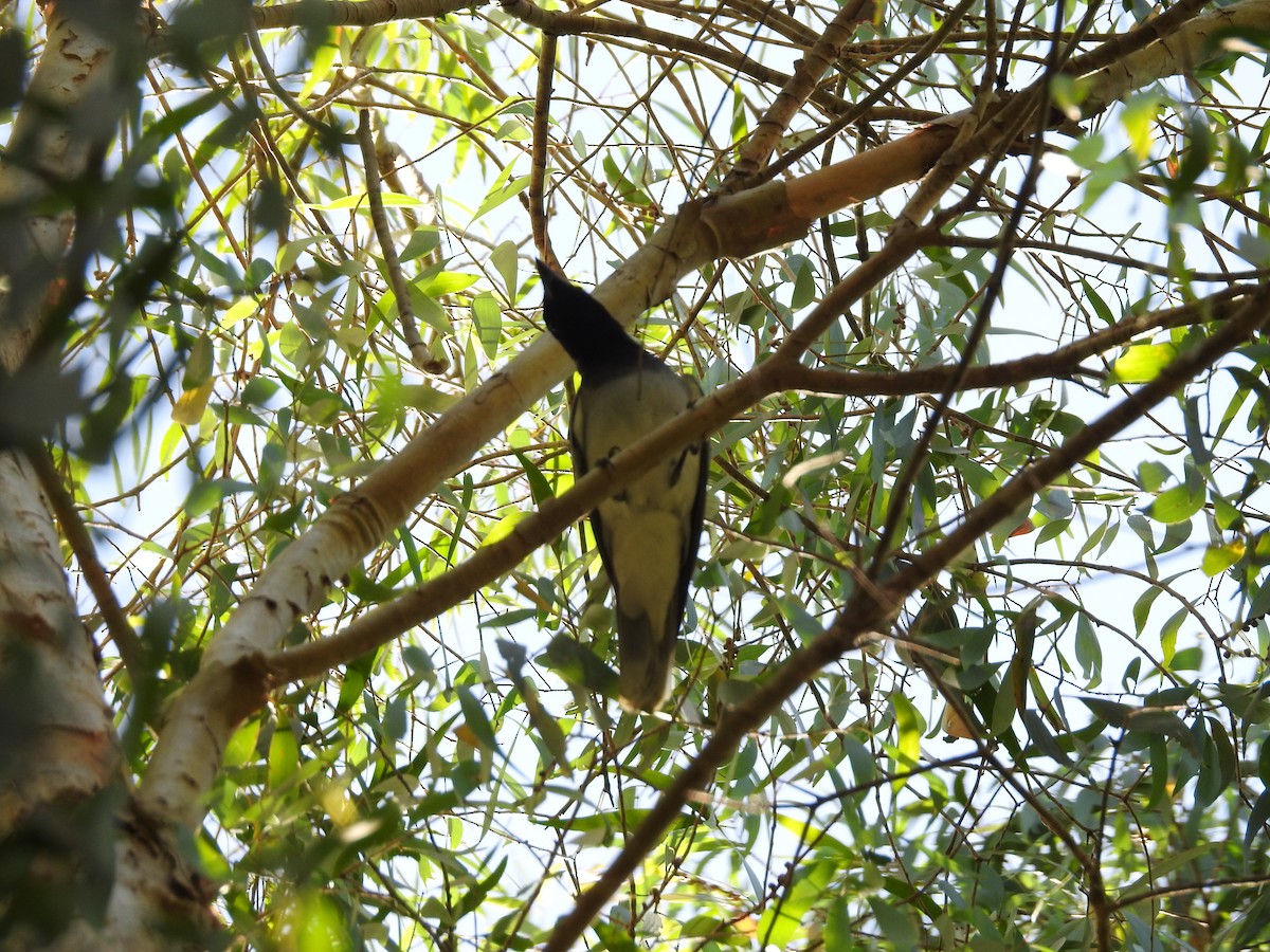 Black-faced Cuckooshrike - ML659204747