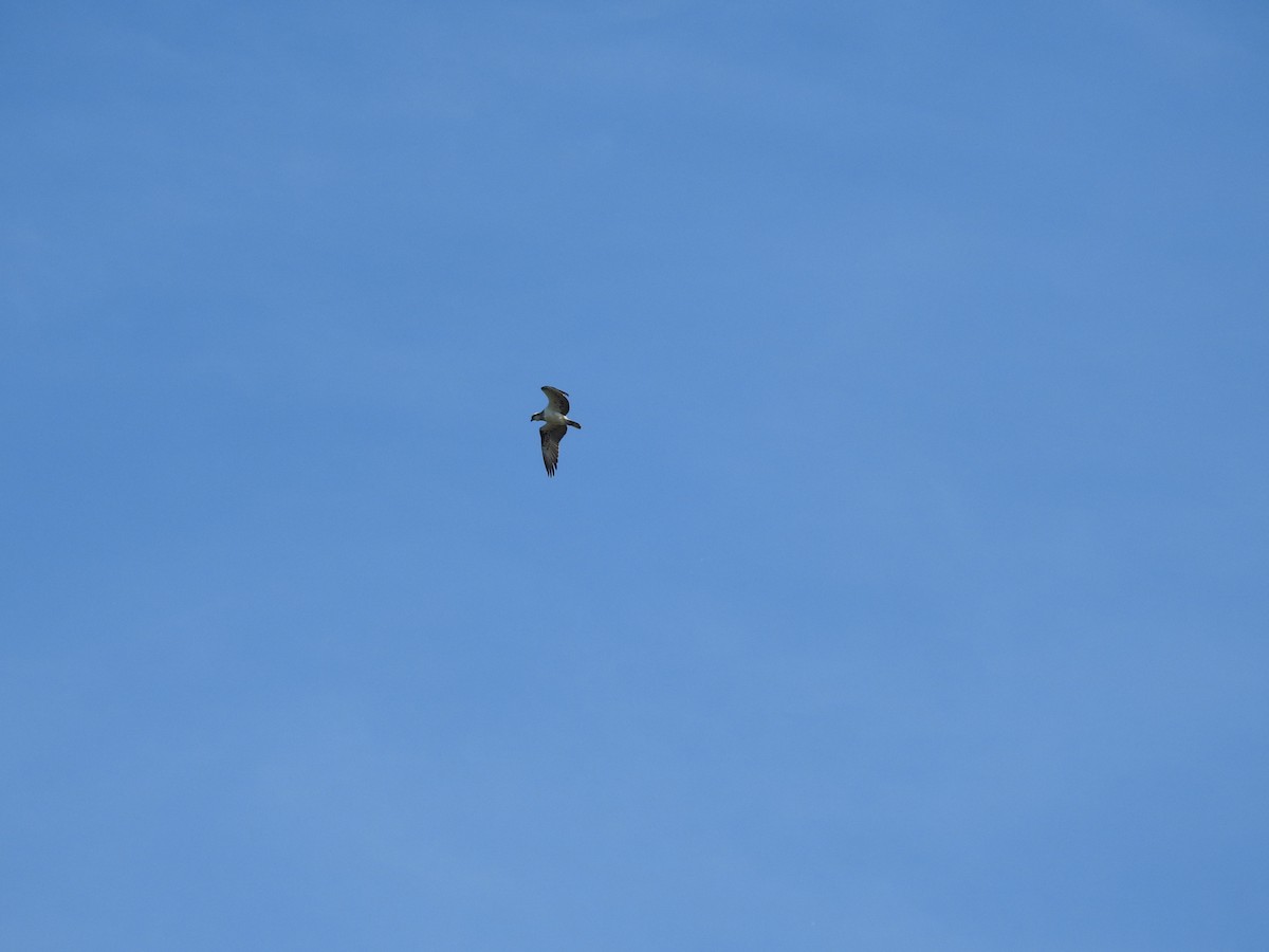Osprey - ML659204825